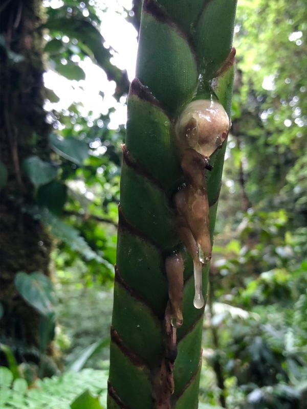 コスタリカ・カルタゴ「動物昆虫自然の宝庫コスタリカ！！」の写真：ブラウリオ・カリージョ国立公園

このね...