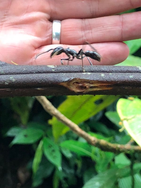 コスタリカ・カルタゴ「動物昆虫自然の宝庫コスタリカ！！」の写真：ブラウリオ・カリージョ国立公園

わぁー...