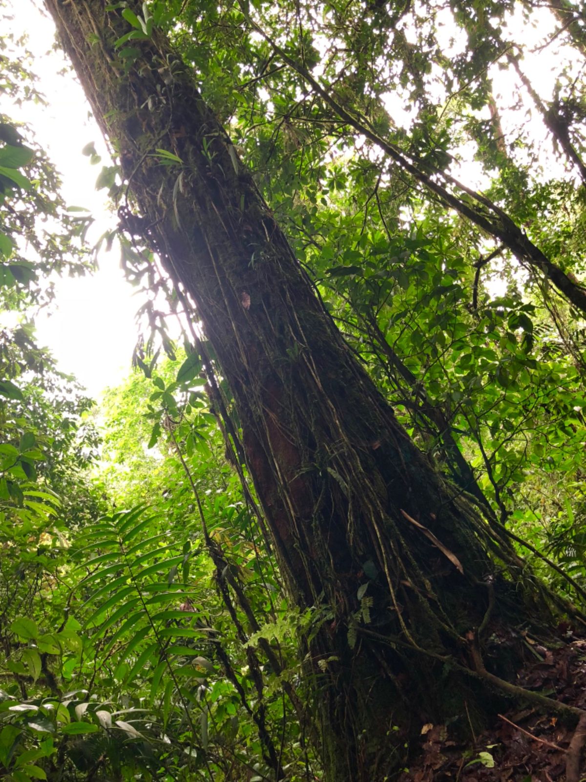ブラウリオ・カリージョ国立公園

1枚目の植物は裏側からみると
赤の部分が...