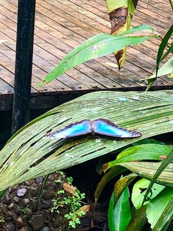 コスタリカ・カルタゴ「動物昆虫自然の宝庫コスタリカ！！」の写真：ブラウリオ・カリージョ国立公園

モルフ...