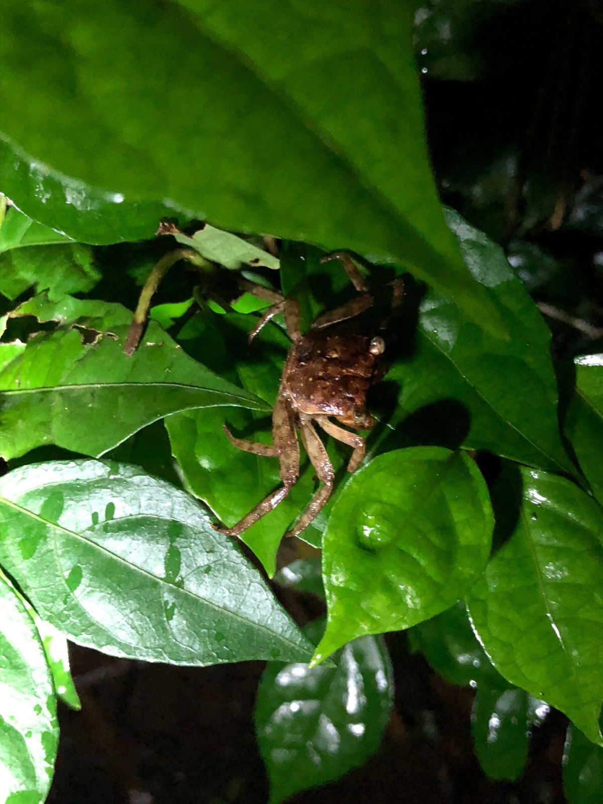 コルコバード
ナイトジャングルツアー

ベッドライトないと
マジで闇！！
...