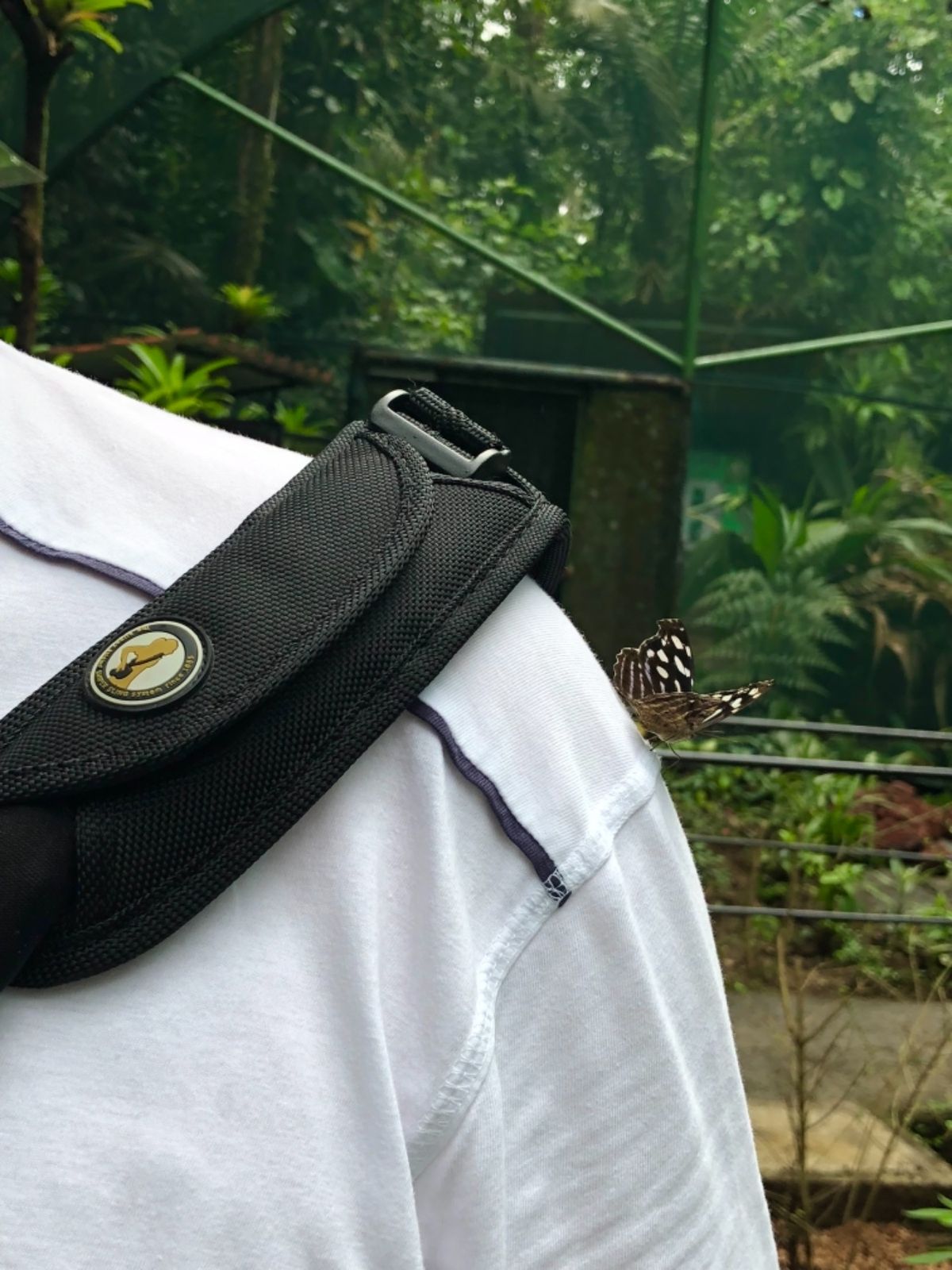 ブラウリオ・カリージョ国立公園

モルフォ蝶🦋は内側は美しいブルーなんだけ...