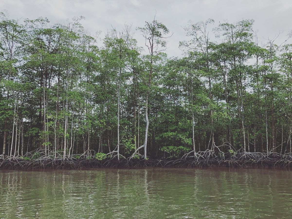 オサ　マングローブツアー

マングローブの景色、なんだか好きだなぁ😍