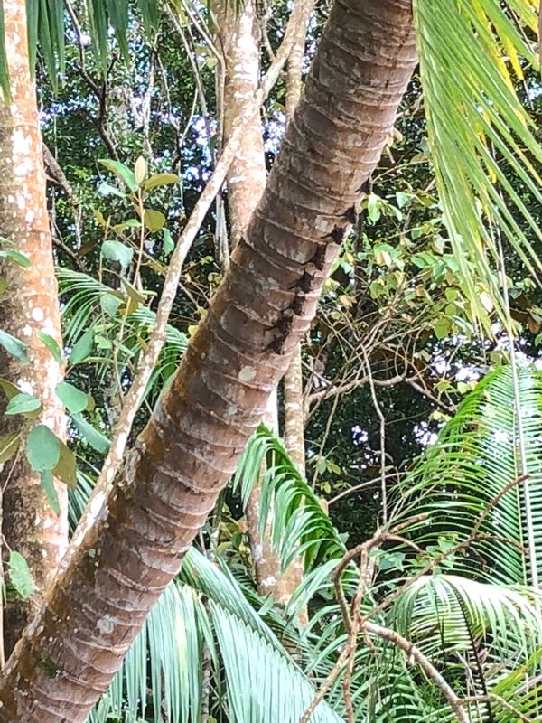 コスタリカ・カルタゴ「動物昆虫自然の宝庫コスタリカ！！」の写真：オサ　マングローブツアー

コウモリが連...