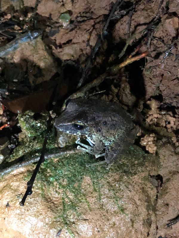 コスタリカ・カルタゴ「動物昆虫自然の宝庫コスタリカ！！」の写真：コルコバード
ナイトジャングルツアー

...