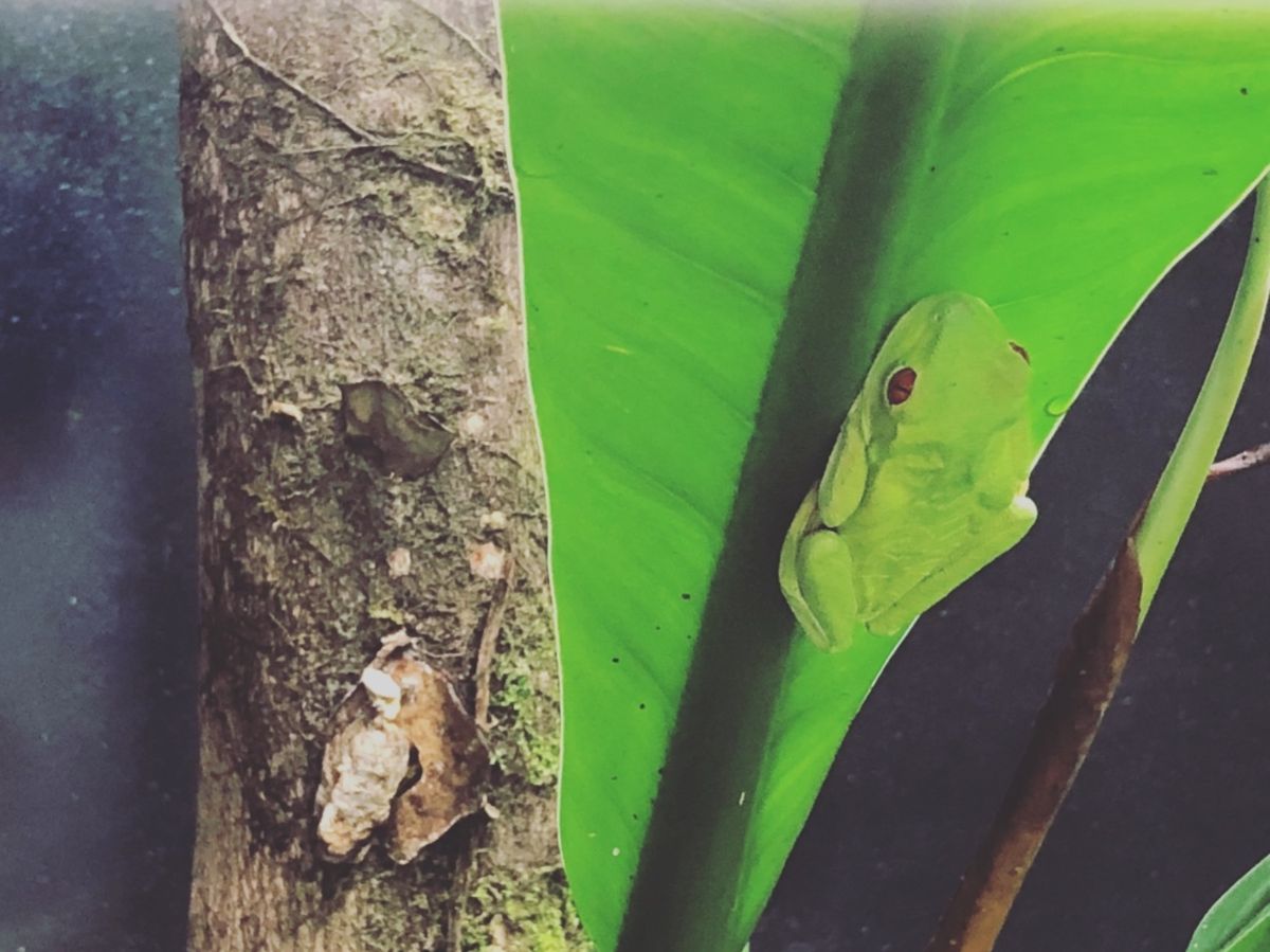 ブラウリオ・カリージョ国立公園

またまた🐸ちゃん
赤目だ〜！😳
