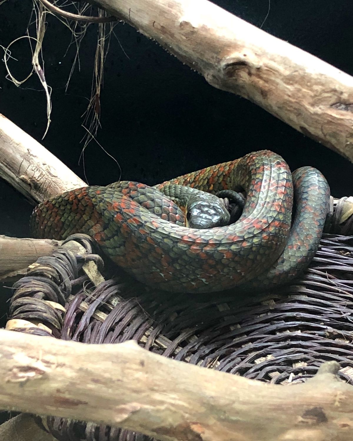 ブラウリオ・カリージョ国立公園

コスタリカにいる蛇たちあれこれ🐍