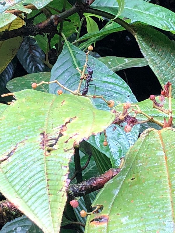 コスタリカ・カルタゴ「動物昆虫自然の宝庫コスタリカ！！」の写真：ブラウリオ・カリージョ国立公園

初めて...