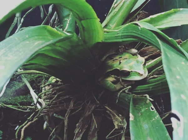 コスタリカ・カルタゴ「動物昆虫自然の宝庫コスタリカ！！」の写真：ブラウリオ・カリージョ国立公園

ま...