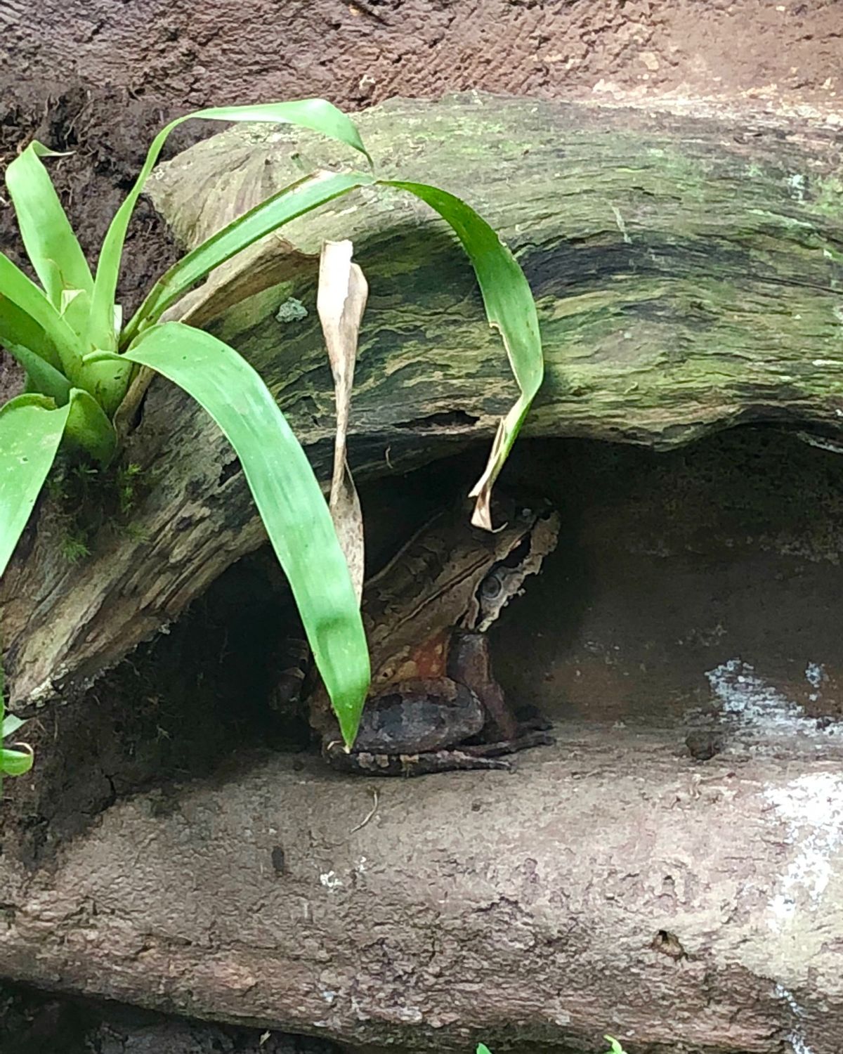 ブラウリオ・カリージョ国立公園

名前忘れたけど
🐸ちゃんの正面フェイス可愛い😍