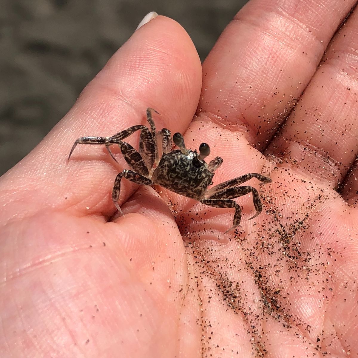 トルトゥゲロ国立公園

シーズン外で亀はいなかったけど
カニはたくさんいた🦀