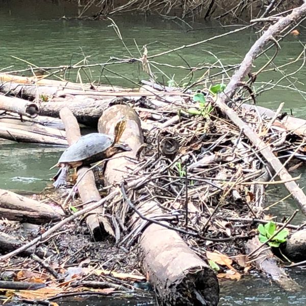 コスタリカ・カルタゴ「動物昆虫自然の宝庫コスタリカ！！」の写真：オサ　マングローブツアー

カメ達もたく...