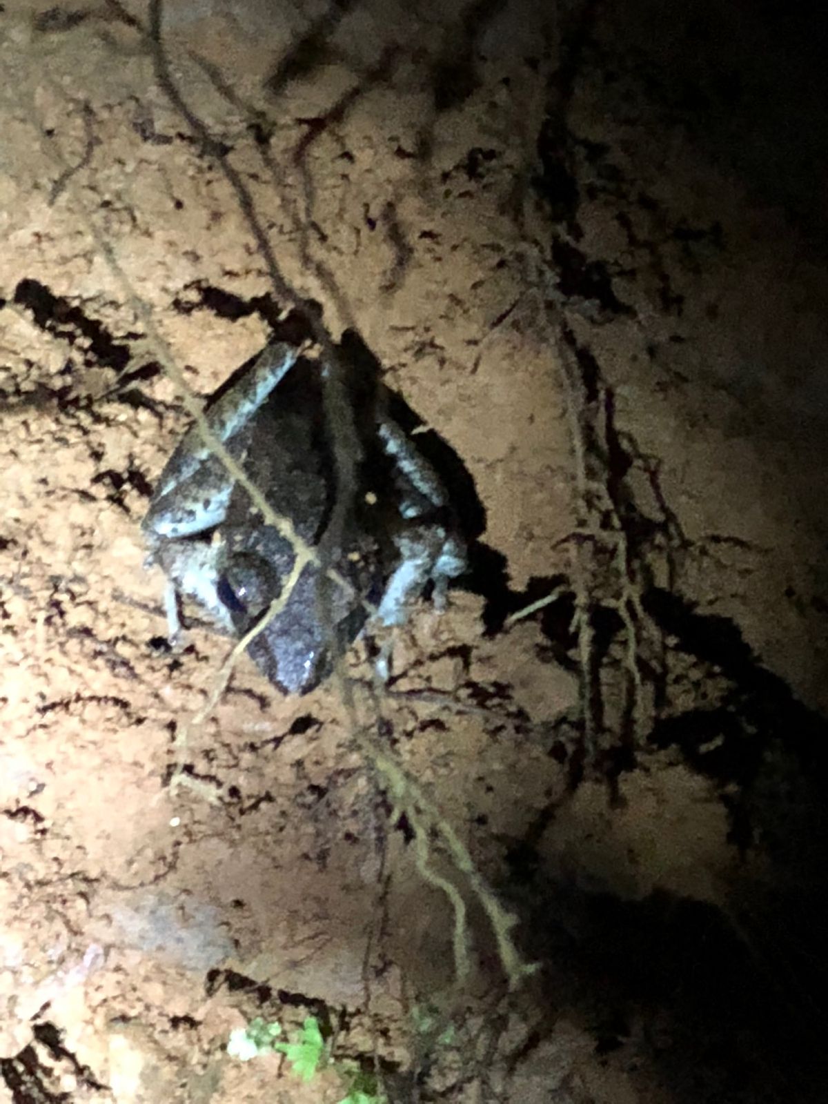 コルコバード
ナイトジャングルツアー

バカでかいカエルもあちこちにいた🐸