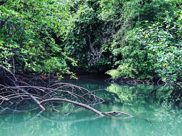 コスタリカ・カルタゴ「動物昆虫自然の宝庫コスタリカ！！」の写真：オサ　マングローブツアー

ちょうど風が...