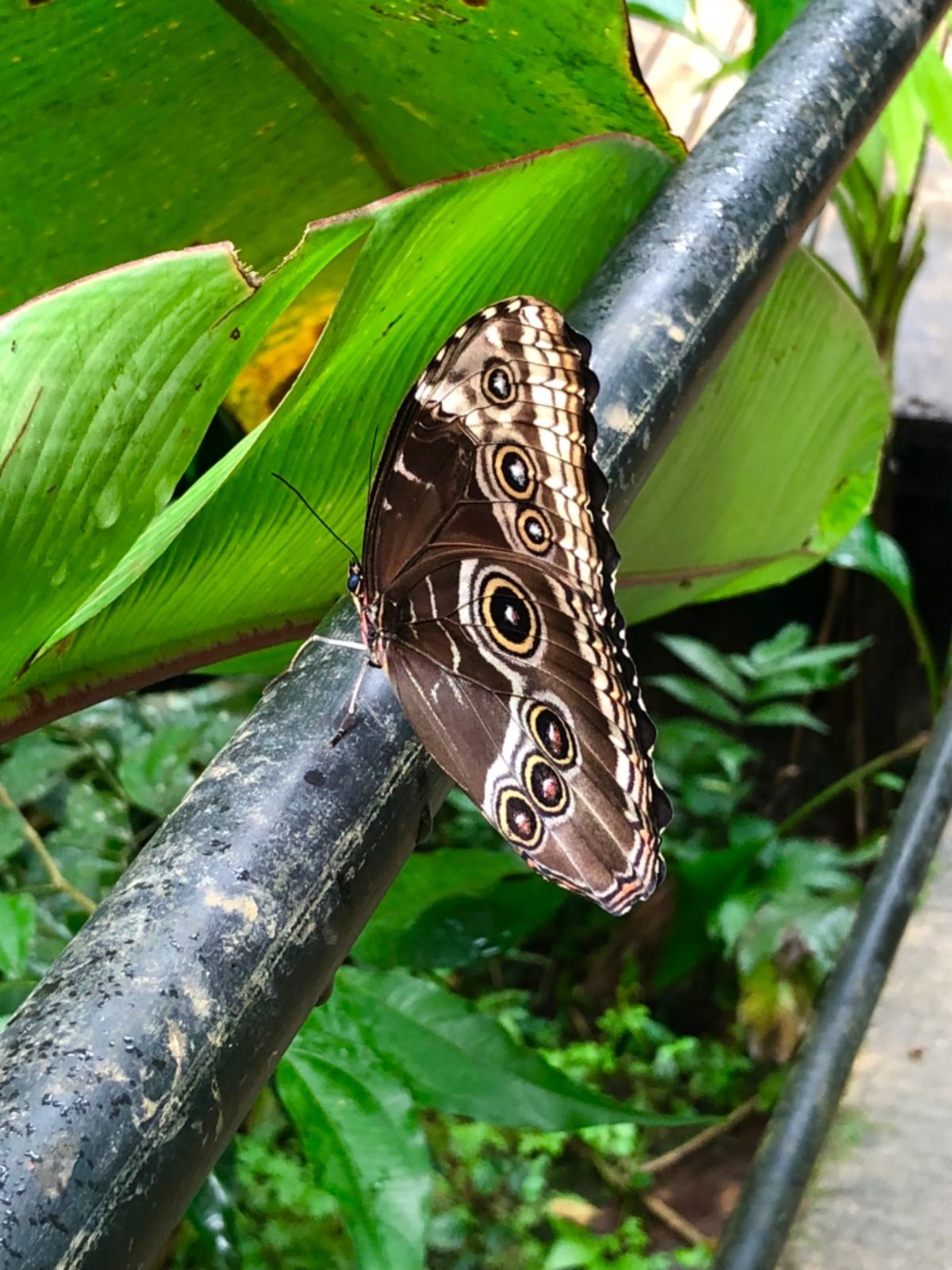 ブラウリオ・カリージョ国立公園

モルフォ蝶🦋は内側は美しいブルーなんだけ...