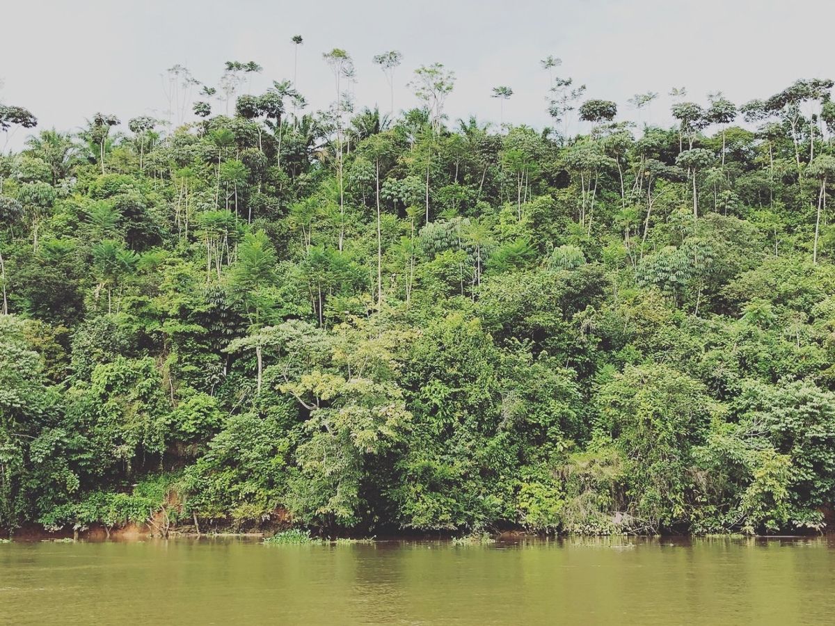 オサ　マングローブツアー

マングローブの景色、なんだか好きだなぁ😍