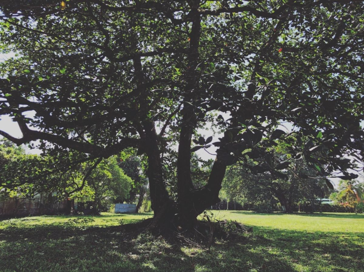 トルトゥゲロ国立公園

この国立公園はウミガメの産卵が見れる場所として有名...