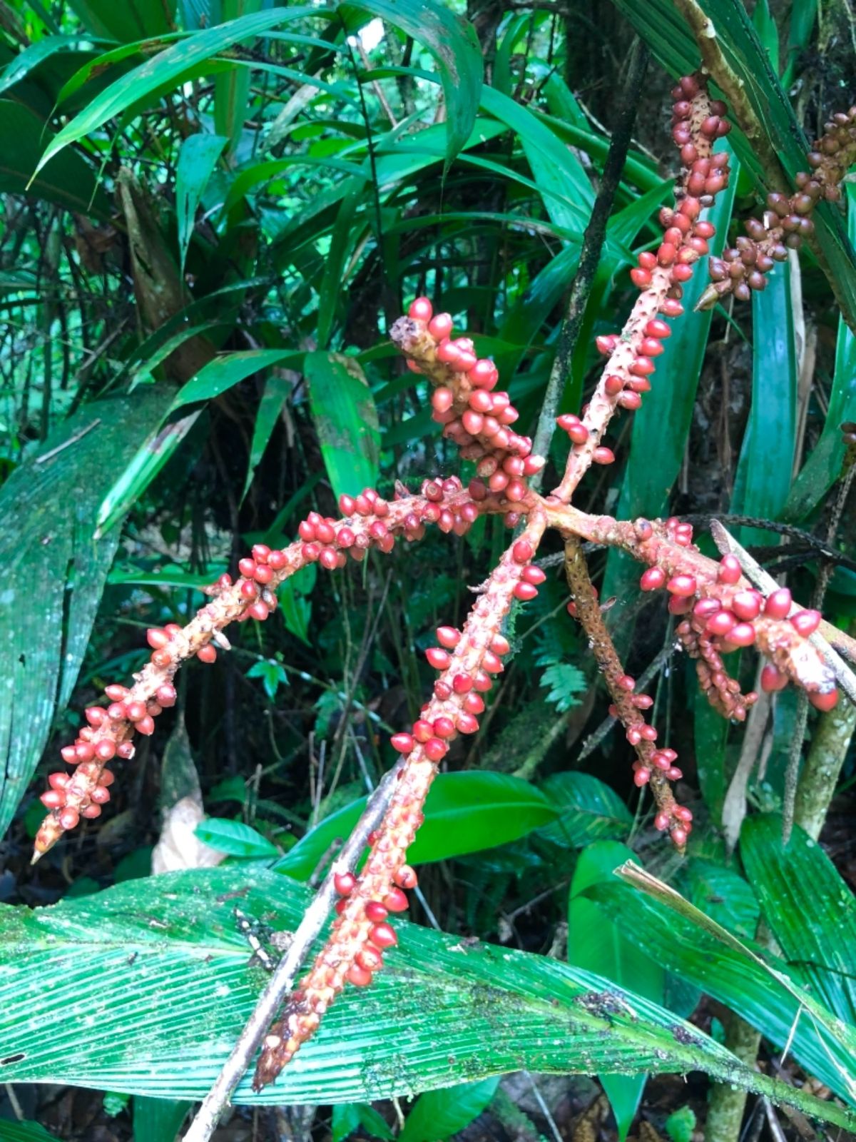 ブラウリオ・カリージョ国立公園

公園内には見たことない植物も
たくさん生えてた