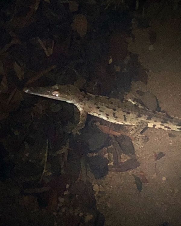 コスタリカ・カルタゴ「動物昆虫自然の宝庫コスタリカ！！」の写真：コルコバード
ナイトジャングルツアー

...