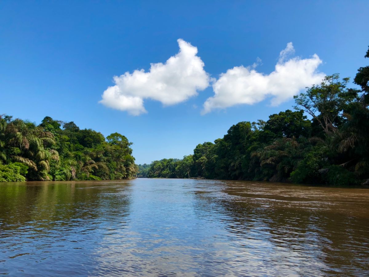 トルトゥゲロ国立公園

ここは２つの川が合流しているところで
水質が違うか...