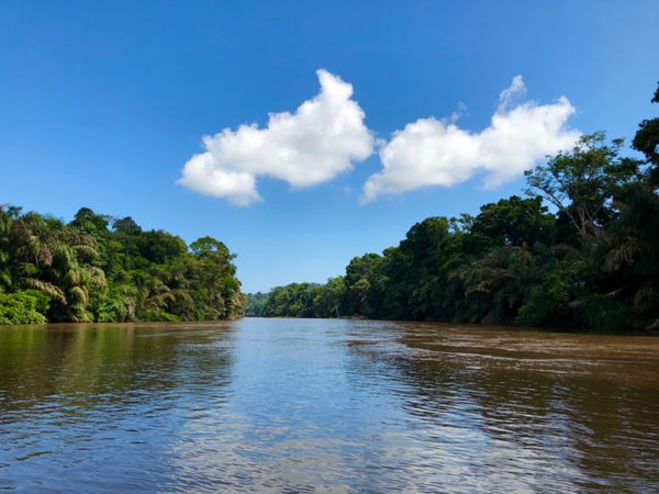 コスタリカ・カルタゴ「動物昆虫自然の宝庫コスタリカ！！」の写真：トルトゥゲロ国立公園

ここは２つの川が...