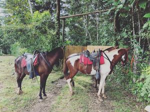 この日は乗馬体験🏇

これまでも馬に乗ったことは何度もあったけど
あんなに...