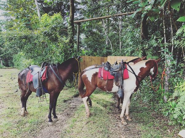 コスタリカ・カルタゴ「動物昆虫自然の宝庫コスタリカ！！」の写真：この日は乗馬体験🏇

これまでも馬に乗っ...