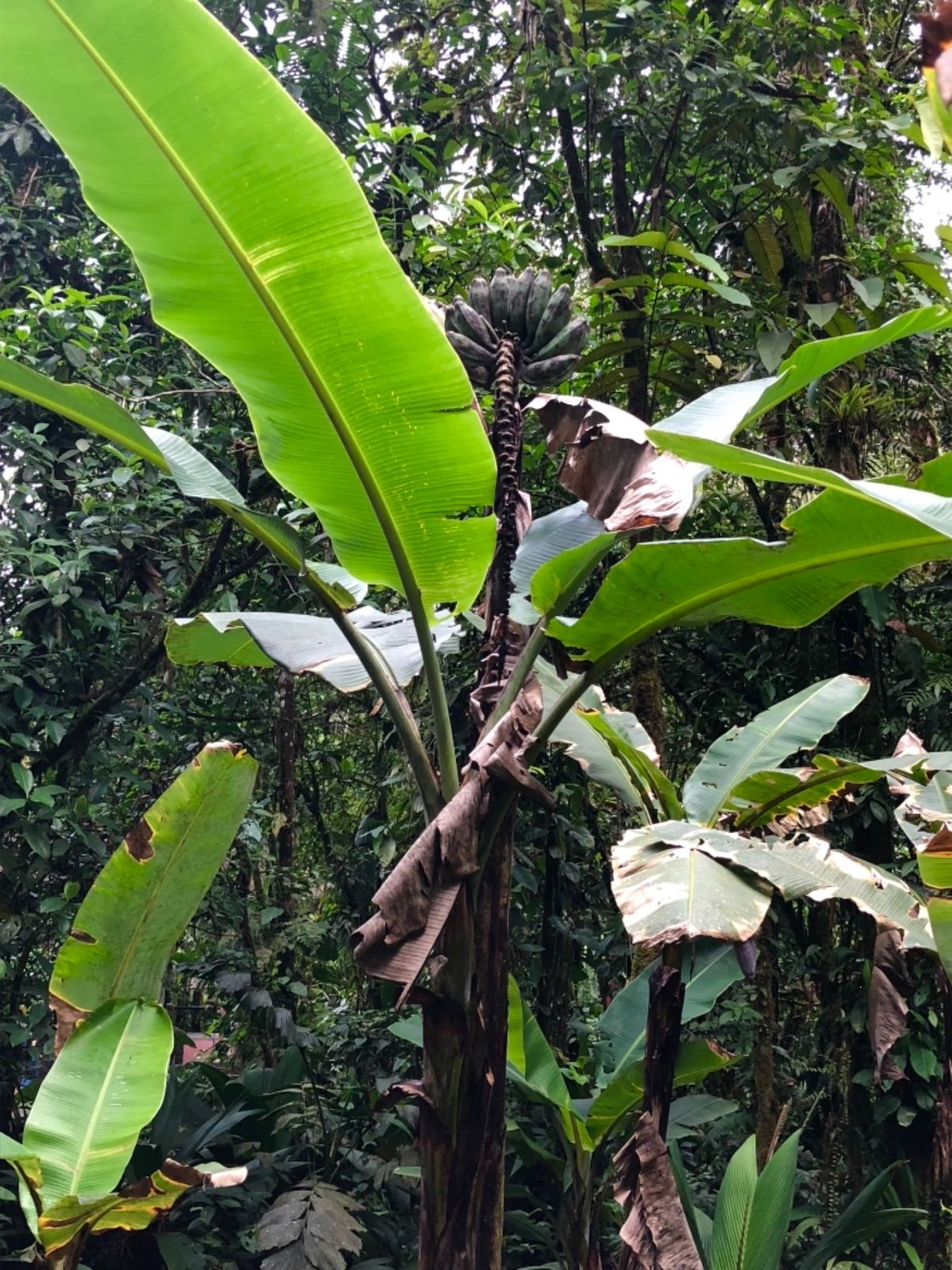 ブラウリオ・カリージョ国立公園

公園内には見たことない植物も
たくさん生えてた
