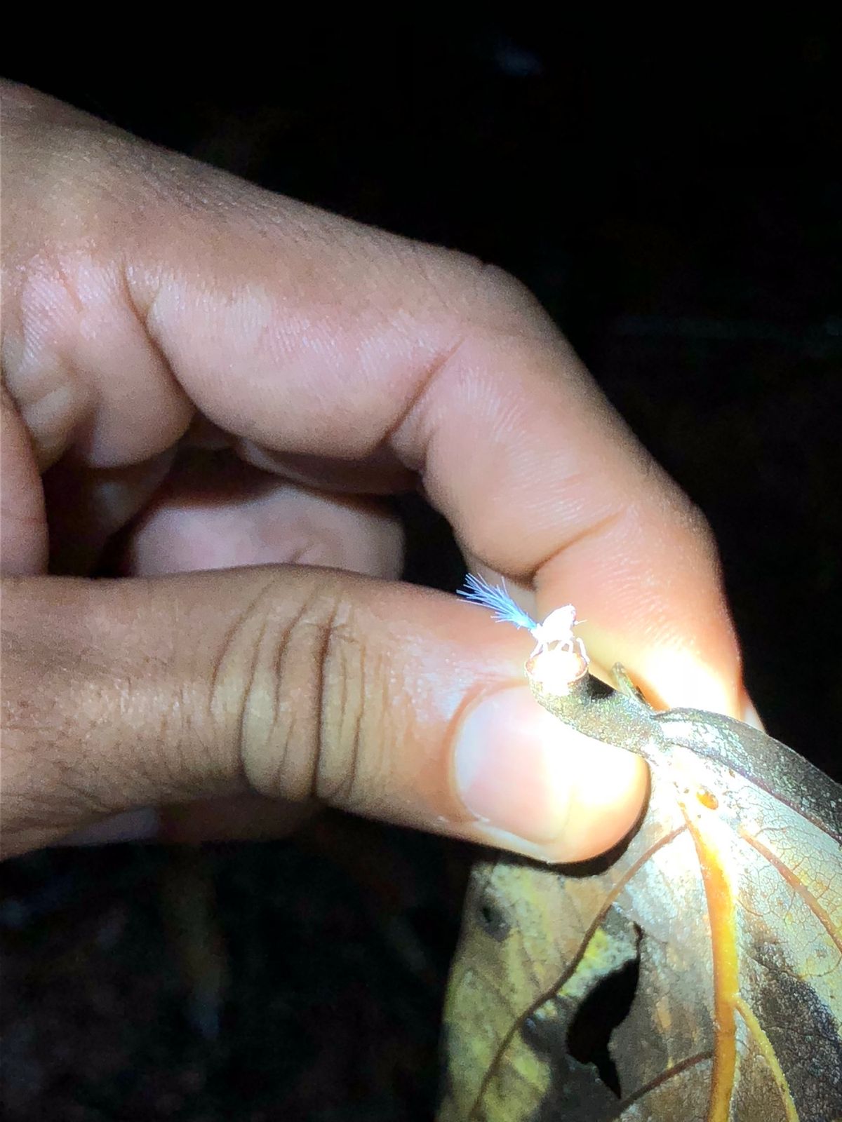 コルコバード
ナイトジャングルツアー

暗いしめちゃくちゃ小さいから
写真...