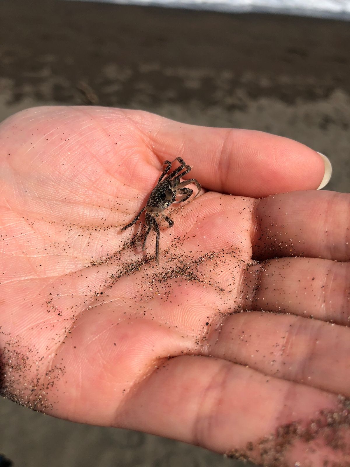 トルトゥゲロ国立公園

シーズン外で亀はいなかったけど
カニはたくさんいた🦀