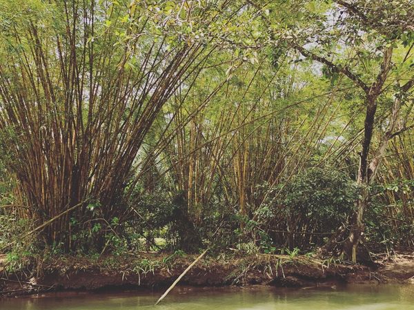 コスタリカ・カルタゴ「動物昆虫自然の宝庫コスタリカ！！」の写真：オサ　マングローブツアー

バンブーフォ...