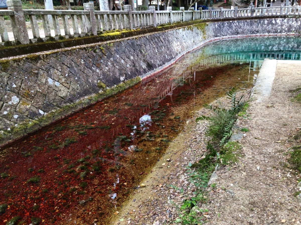 別府弁天池湧水

澄んだ水が青緑色や紅色に輝いていて綺麗でした！