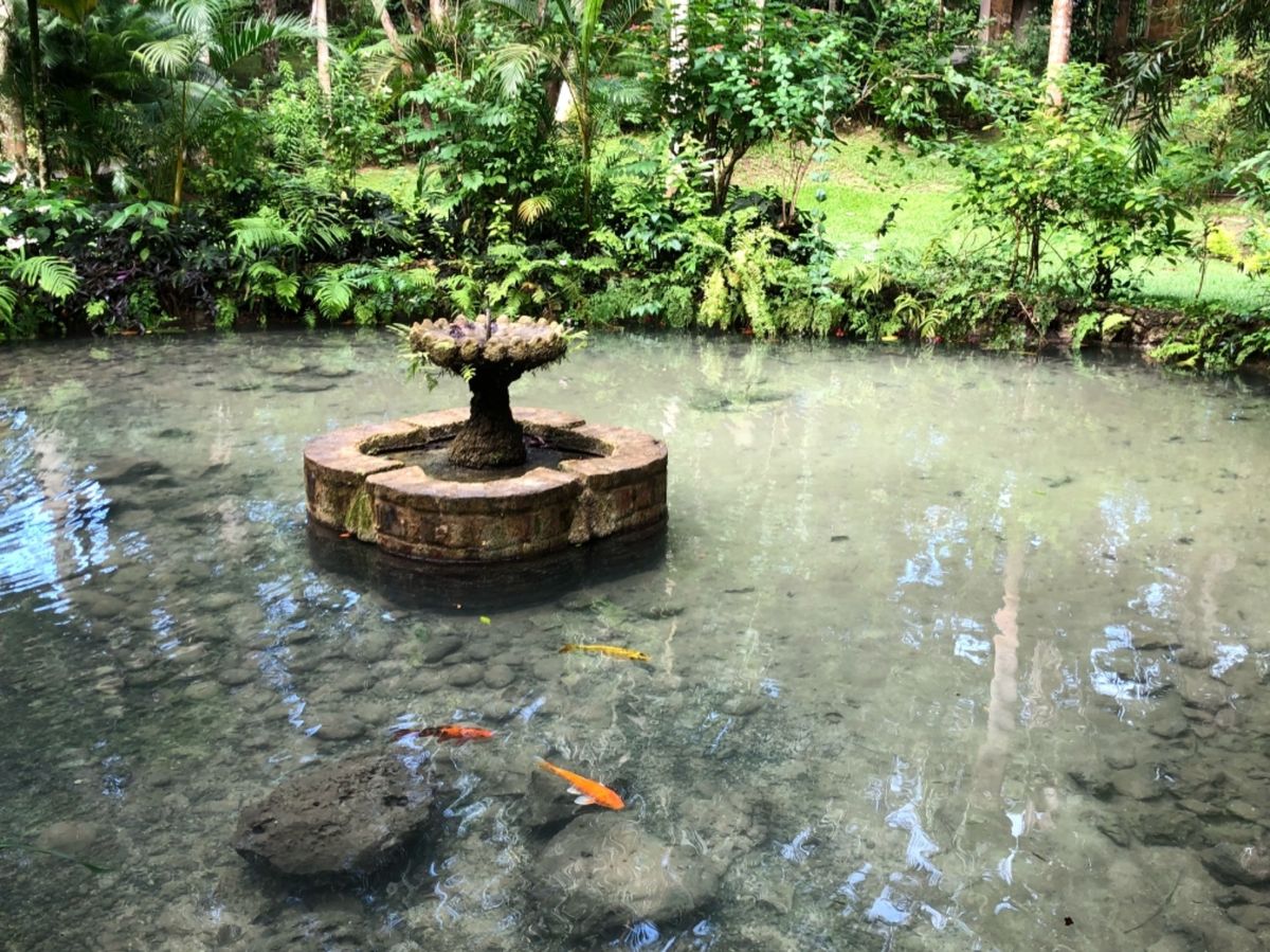Konoko Falls

園内の植物色々
日本とは気候が違うから
見たこ...