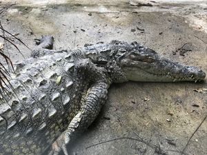 Konoko Falls

クロコダイルの写真あれこれ🐊
近づくとより大きい