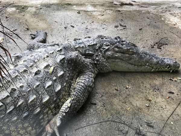 ジャマイカ・モンテゴベイ「カリブ海クルーズで周遊」の写真：Konoko Falls

クロコダイル...