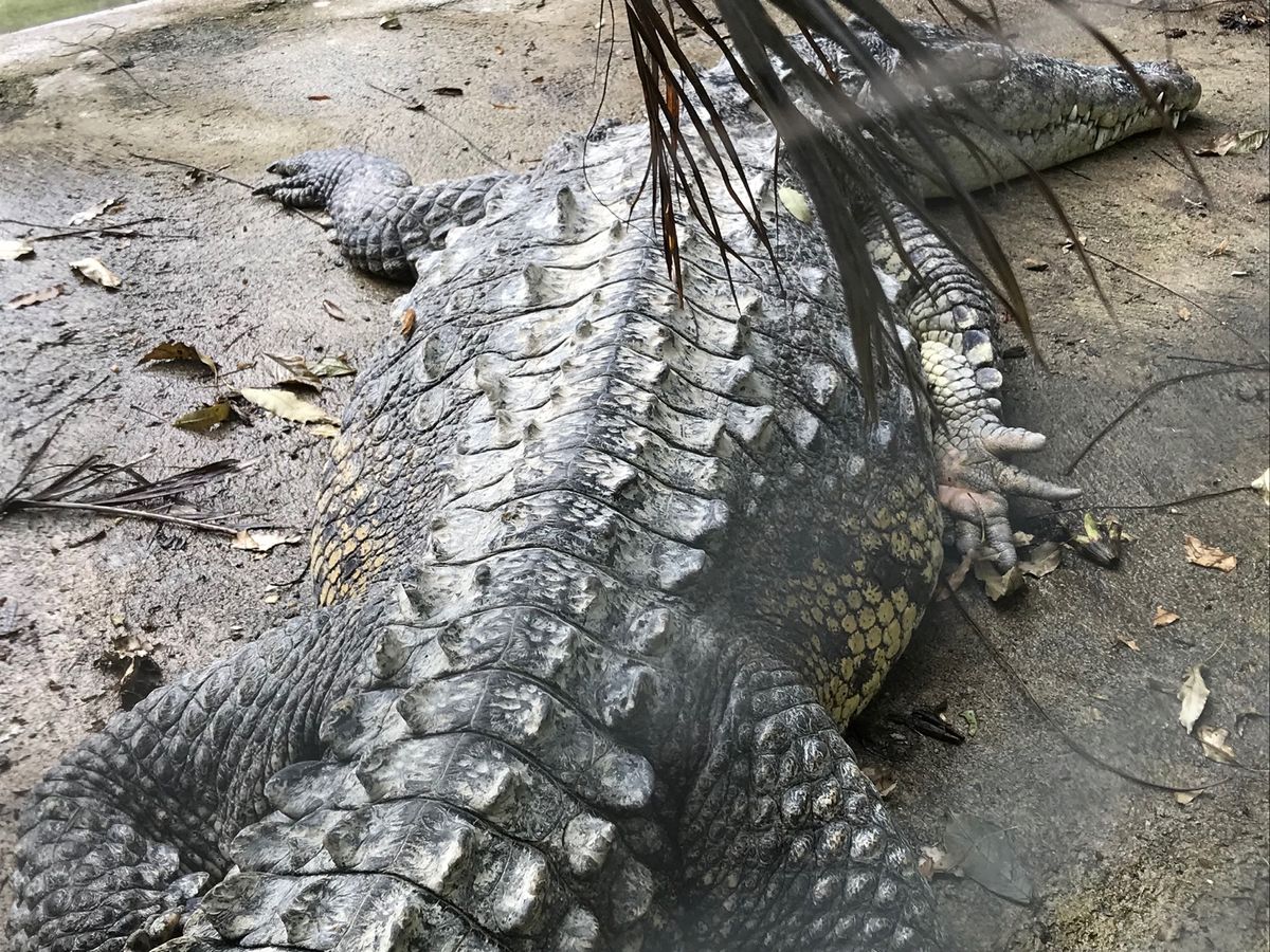 Konoko Falls

クロコダイルの写真あれこれ🐊
近づくとより大きい