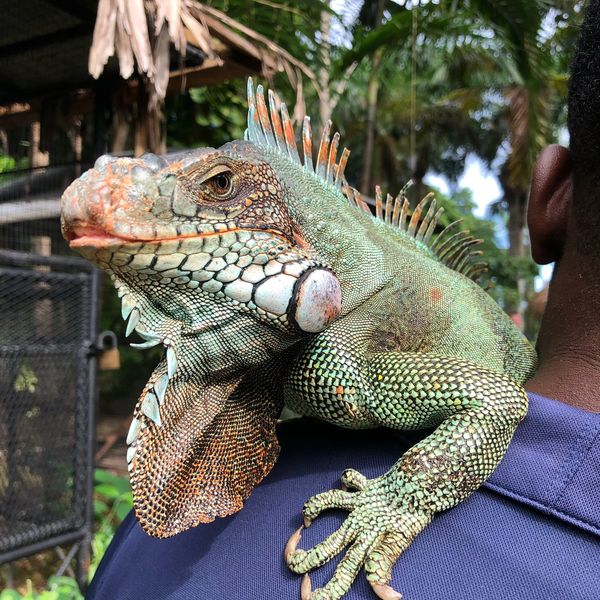 ジャマイカ・モンテゴベイ「カリブ海クルーズで周遊」の写真：Konoko Falls

可愛いすぎる...