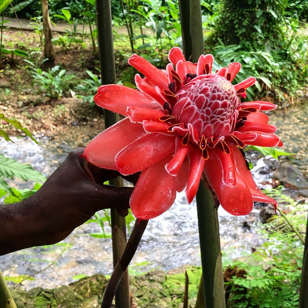 Konoko Falls

園内の植物色々
日本とは気候が違うから
見たこ...