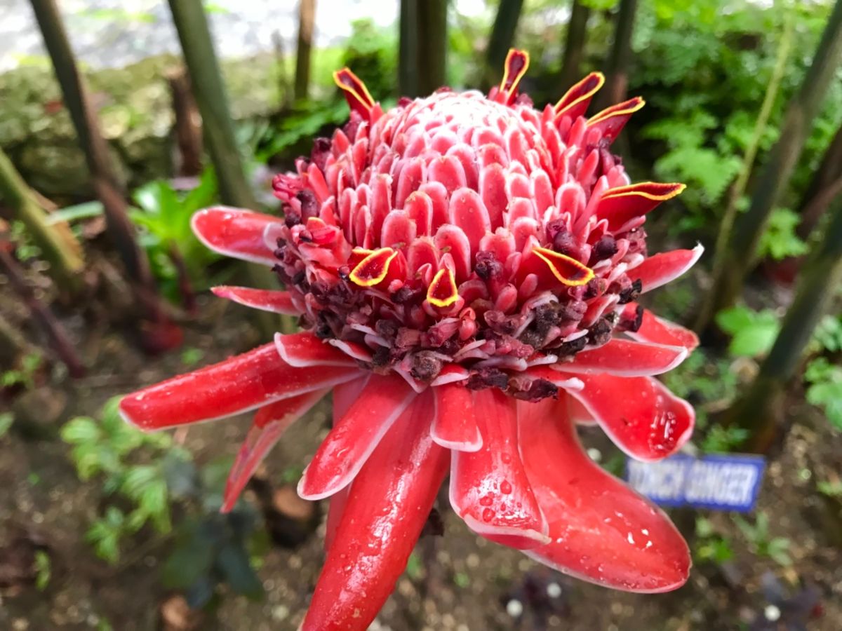 Konoko Falls

「黄色&黒の蜘蛛は
毒蜘蛛が多いから気をつけて...