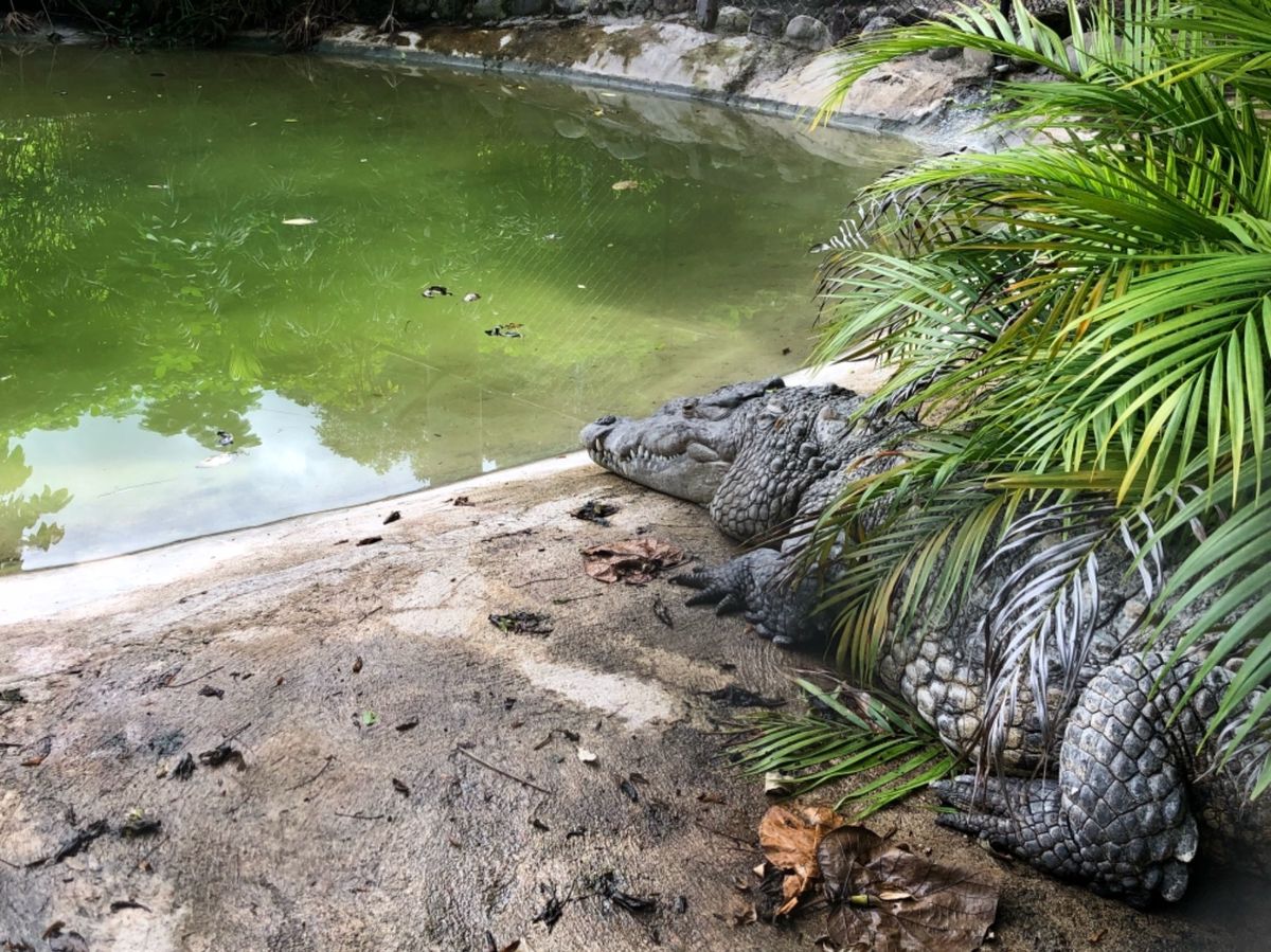 Konoko Falls

クロコダイルの写真あれこれ🐊
近づくとより大きい