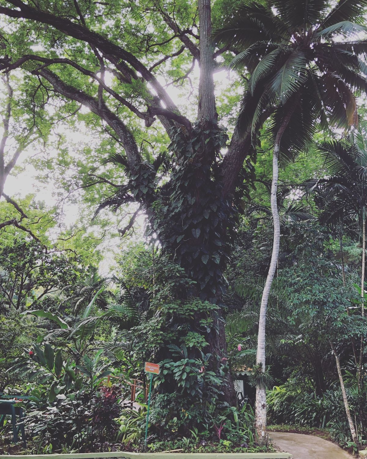 Konoko Falls

園内の植物色々
日本とは気候が違うから
見たこ...