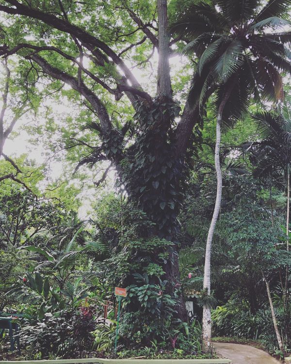 ジャマイカ・モンテゴベイ「カリブ海クルーズで周遊」の写真：Konoko Falls

園内の植物色...