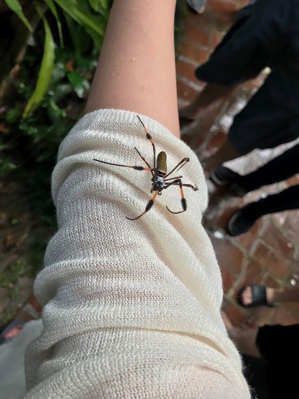 ジャマイカ・モンテゴベイ「カリブ海クルーズで周遊」の写真：Konoko Falls

「黄色&amp;黒の...