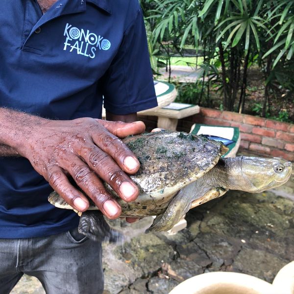 ジャマイカ・モンテゴベイ「カリブ海クルーズで周遊」の写真：Konoko Falls

スタッフのお...