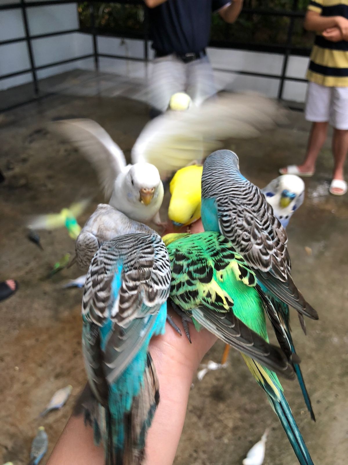 Konoko Falls

死ぬほどインコがいて
鳥好きには天国😂
最初は...