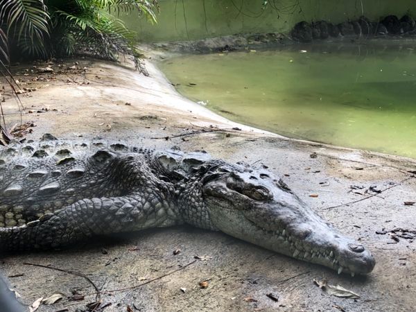 ジャマイカ・モンテゴベイ「カリブ海クルーズで周遊」の写真：Konoko Falls

でっかいワニ...