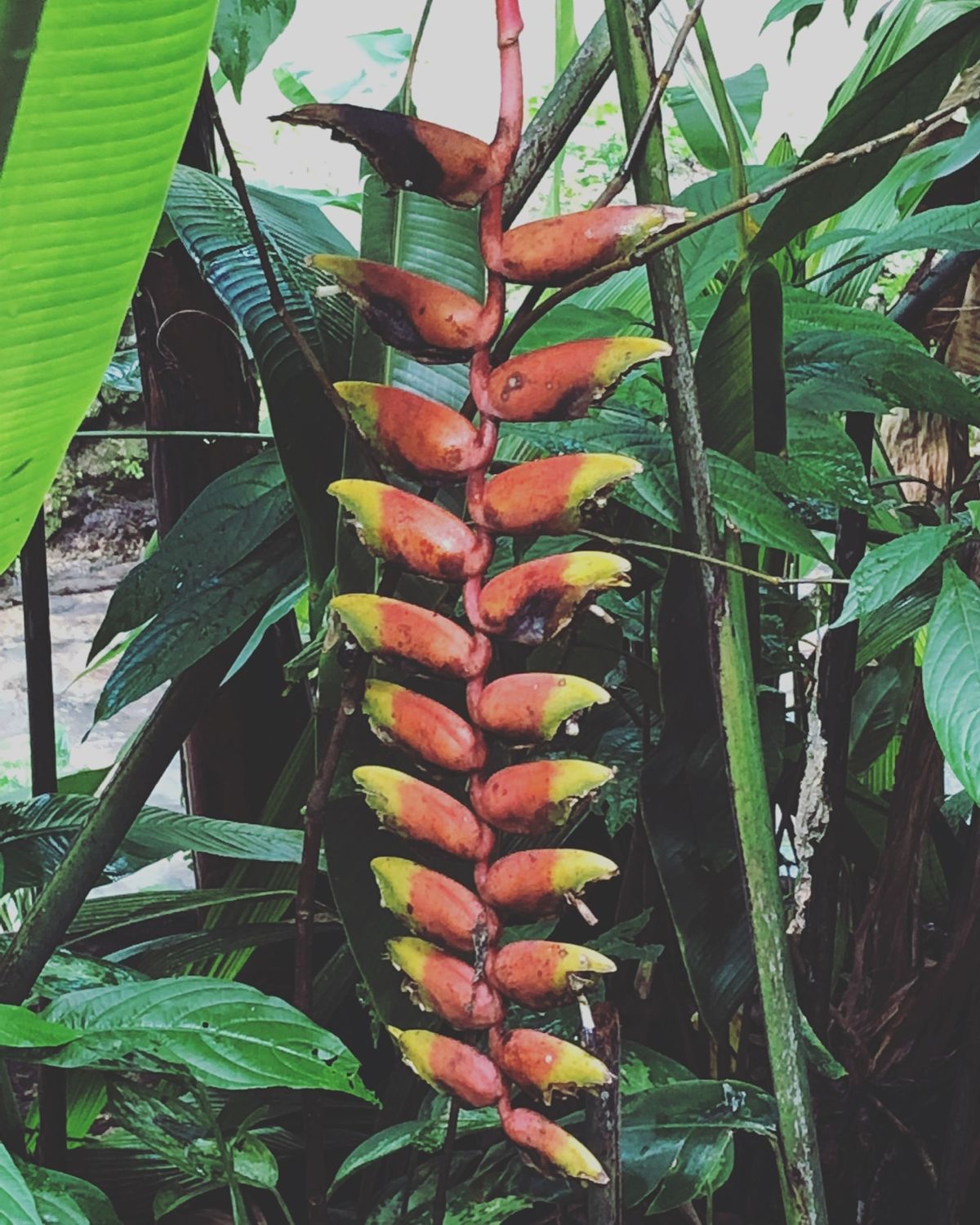 Konoko Falls

園内の植物色々
日本とは気候が違うから
見たこ...