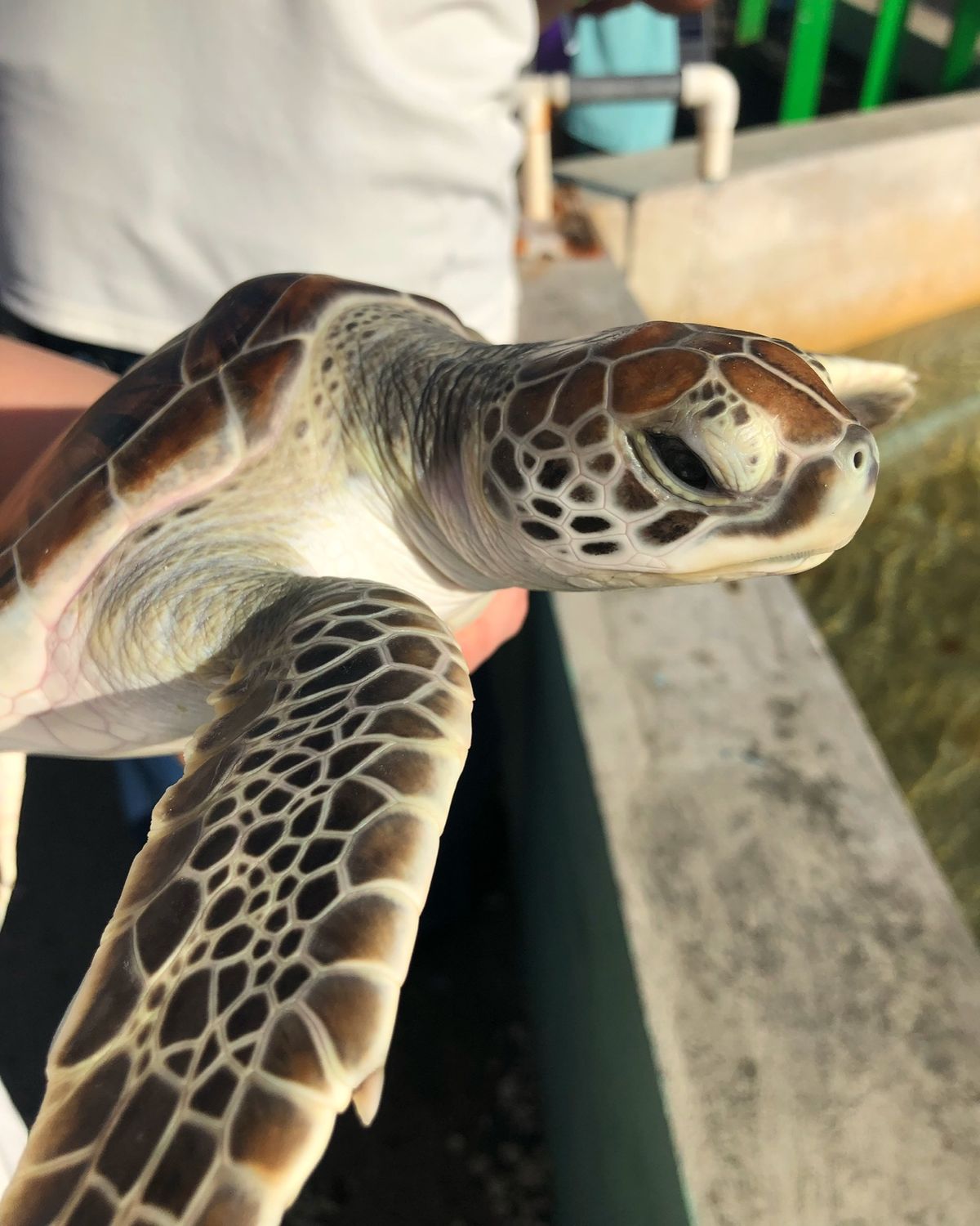 ケイマン・タートル・センター

大きな亀から子亀まで
色んな亀を見学できる...