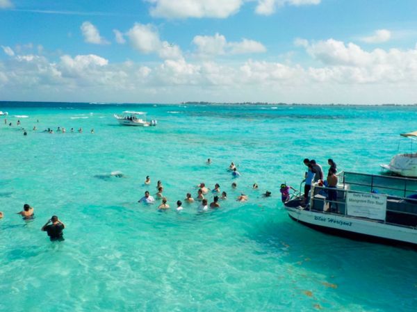 ケイマン諸島「カリブ海クルーズで周遊！」の写真：スティングレイとの触れ合いツアー

ヘッ...