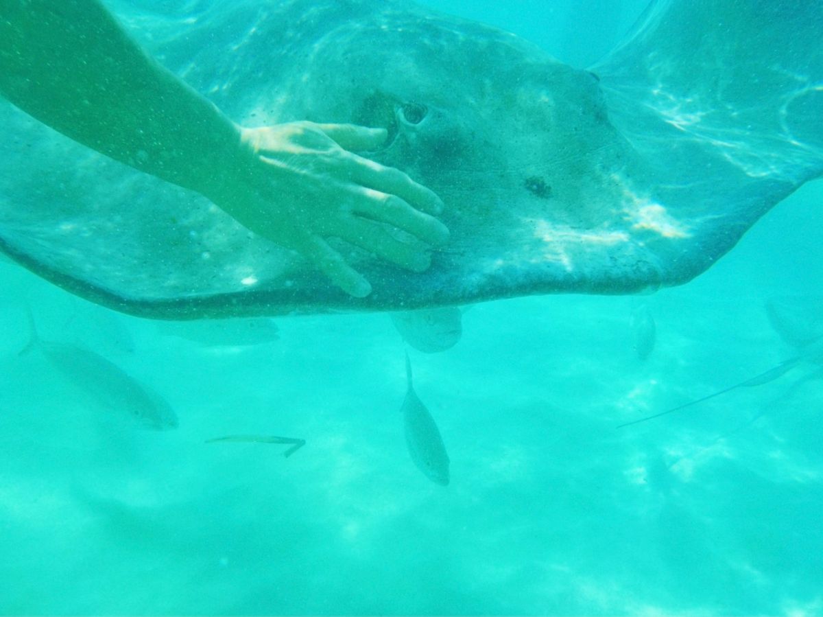 スティングレイは尻尾のところに毒棘があるから
必ず頭が自分の方を向くように...